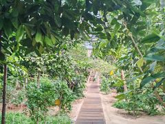 -呀路古热带植物园