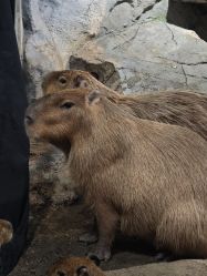 -Zoolung Zoolung动物主题公园(海信广场店)