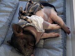 -怪兽屋·羊驼·猫咖·狗咖(俊华广场店)