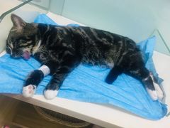 -纳吉亚猫专科动物医院博雅分院