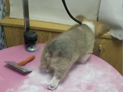 -宠颐生宠物医院·心肾内科·猫专科诊疗中心宠巢店