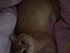 -喵zoo家庭繁育猫舍(尖东智能花园店)