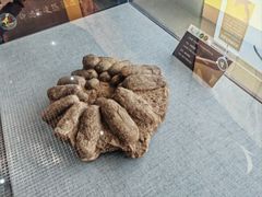 -中国西峡恐龙遗迹园