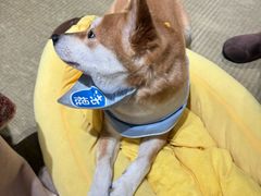 -逗柴咖啡屋·狗咖猫咖宠物桌游