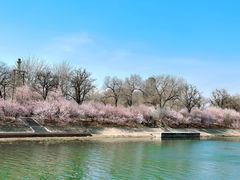 -桃花堤公园