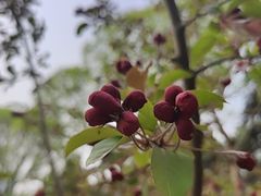 -元大都城垣遗址公园