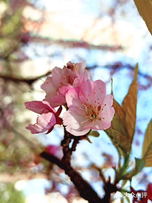 静安雕塑公园图片