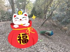 -合肥野生动物园