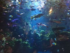 -迪拜帆船酒店海底餐厅