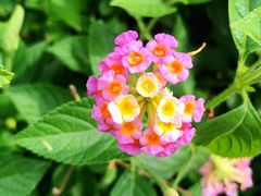 -国家植物园