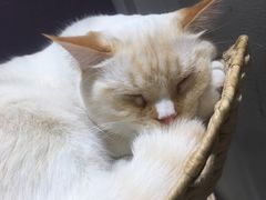 -藏猫猫咖啡主题馆(中央大道店)