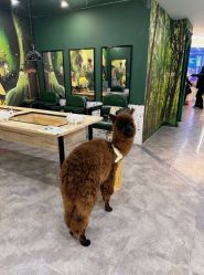 -神奇动物撸宠馆·羊驼·小浣熊·异宠(豫园店)