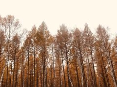 -塞罕坝国家级自然保护区