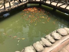 -都江堰玫瑰花溪谷