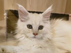 -爪爪喵星球·猫舍(卓悦中心店)