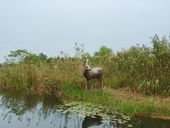 -溱湖国家湿地公园