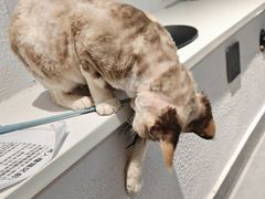 -琪喵猫屋·撸猫猫咖·猫舍