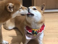 -是阿柴呀！柴犬咖啡·爱喵喵猫咖