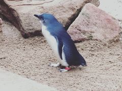 -费瑟代尔野生动物园