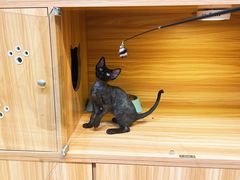 -猫十亿·布偶金渐层·曼基康矮脚猫舍(青年路店)