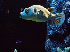 -暹罗海洋世界