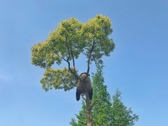 -上海野生动物园