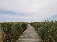 -盐城丹顶鹤湿地生态旅游区