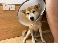 -是阿柴呀！柴犬咖啡·爱喵喵猫咖