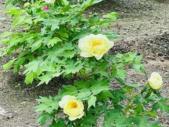 -莲花池公园