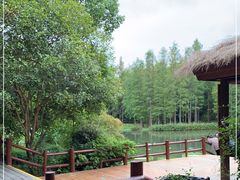 -上海滨江森林公园