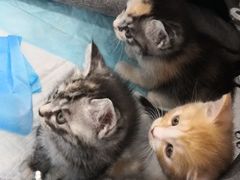 -纳吉亚猫专科动物诊疗中心(蒋宅口分院)