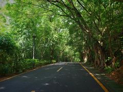 -深圳仙湖植物园