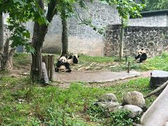 -都江堰中华大熊猫苑