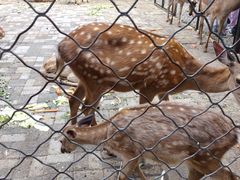 -长白岛森林公园