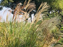 -昆山城市生态森林公园