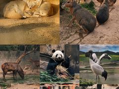 -成都动物园