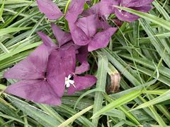 -石家庄市植物园