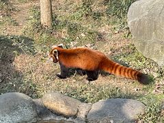 -都江堰中华大熊猫苑