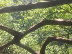 -燕子河大峡谷天坑仙境