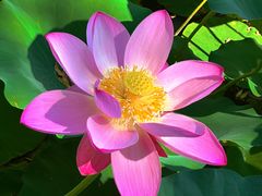 -莲花池公园