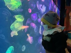 -烟台海昌鲸鲨海洋公园