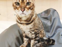 -飞行喵MR PILOT|猫舍·猫咖(静安大融城店)
