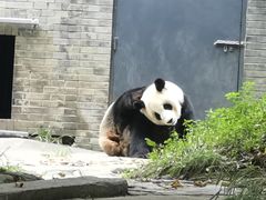 -都江堰中华大熊猫苑