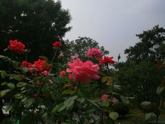 -丰台花园