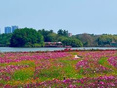 -海珠湖公园