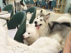 -安格丽娜·狗咖·猫咖羊驼咖(春熙路百盛商场店)
