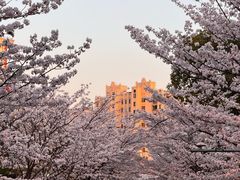 -高东镇樱花园