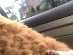 -邢大夫动物医院