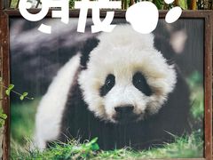 -成都大熊猫繁育研究基地