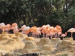 -上海野生动物园